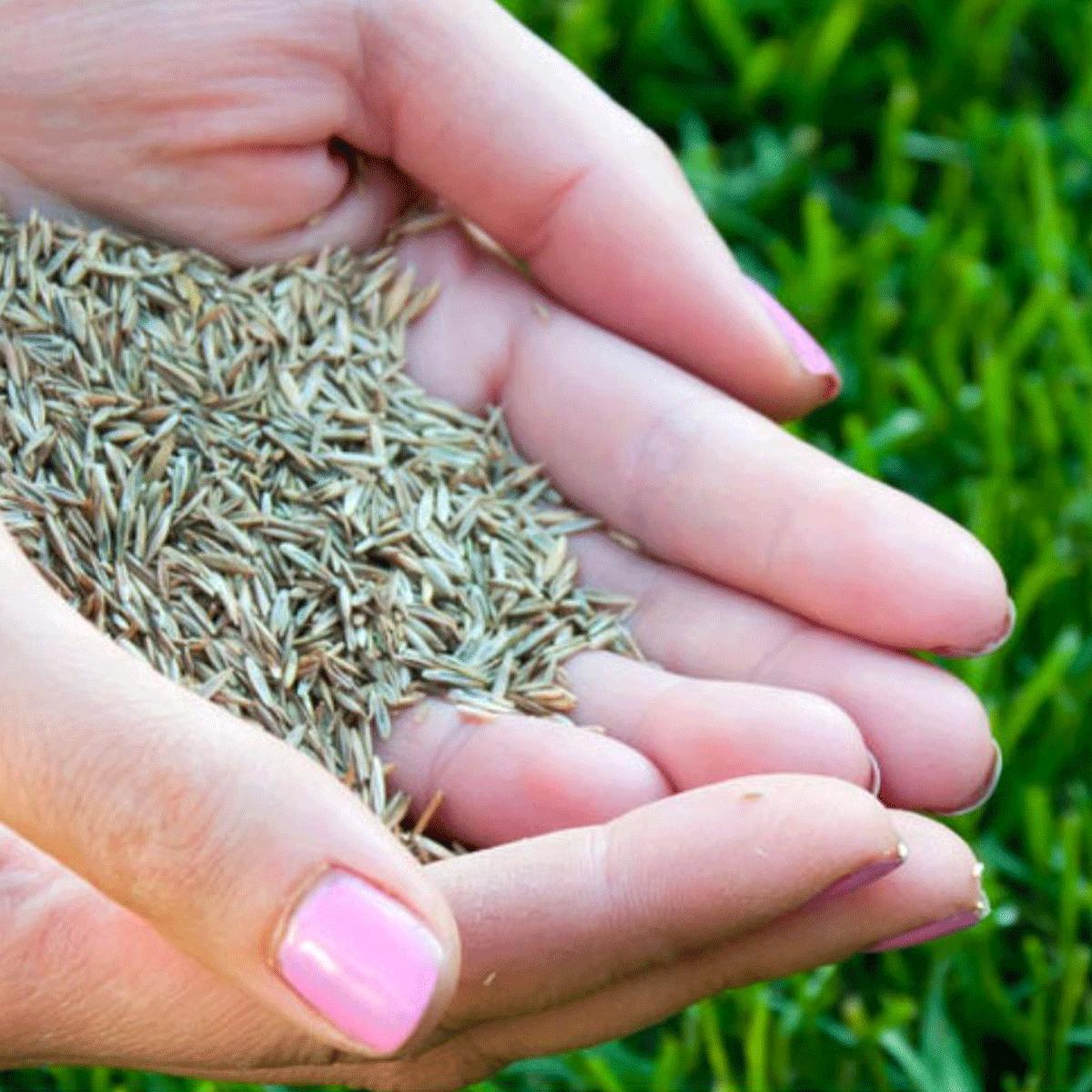 Grass Seed & Treatment